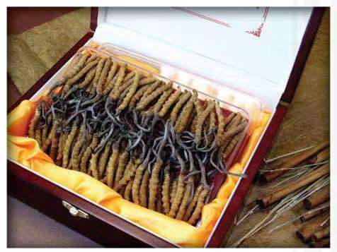 蒙城冬虫夏草回收